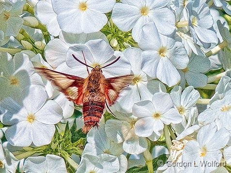 Moth On White Phlox_01531.jpg - Clearwing Hummingbird Moth (Hemaris thysbe) photographed near Carleton Place, Ontario, Canada.